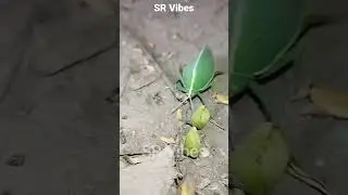 Leaf insect 🍀🍃 🐛🪲🦗