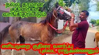 எளியமுறையில் 🐎 வளர்ப்பும் புல்லட்ராஜ்அண்ணனும்#நல்லதரமானகுதிரைகள்வாங்கஅனுகவும்#மார்வார்குதிரை