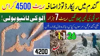 Live bidding of Potato! Corn, Wheat, Sesame, Mustard, Cotton, Bajra, Rates January 1, 2026 #punjab