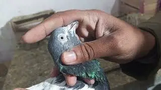 100% resulted in the pigeons pair || Haider pigeons club|| kabootar online|| high flyer pigeons