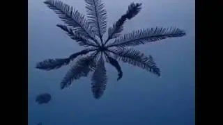 Lirio del mar, Crinoidea o &aacute;ngeles del mar una especie marina muy poco conocida.