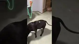 My dog miserably fails at trying to catch a treat #dog #sillypets #fyp