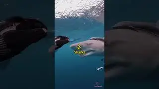 5 Animals That Have a Sixth Sense😲 | Crazy Facts | Amazing Facts | Cute Animal Facts
