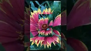 Try not to change your wallpaper | CapCut template