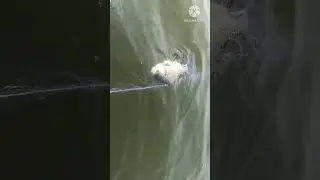 Mastering Big Fish with a Cast Net Challenge!