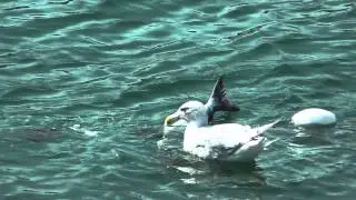Seagull Stealing Fish from fisherman's net