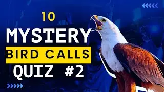 Can You Name These 10 African Bird Calls? 🐦🎶 | Bird Call Quiz #2