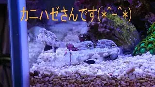 カニハゼさん～再び！(*^-^*)