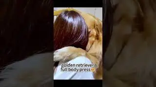 GOLDEN RETRIEVER THERAPY SESSION: When floof absorbs human pain 🐕✨#GoldenTherapy #DogHealing
