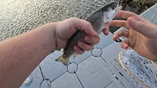 Twisted Trout Fishing!