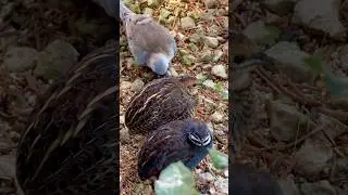 King Quail and Namaque Dove  #bird #birds #burung