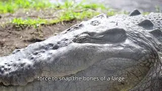 80 Million Years of Perfection: The Last True Dinosaur. 🐊🦖