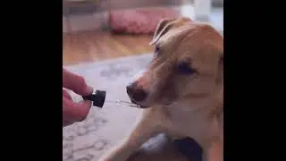 Boost Your Pet's Wellness with Earthy Canine Premium Bacon Organic CBD Oil!