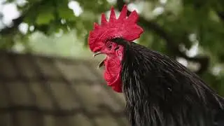 Beautiful Hen Bird 🐔 | Desi Chicken in Village Life | Amazing Bird Video