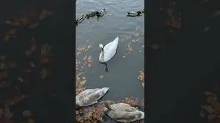 Lymm | Swans & Their Growing Cygnets | Cheshire