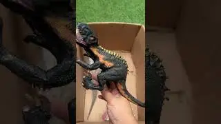 Dinosaur Jurassic World Toy In The Box ASMR Review