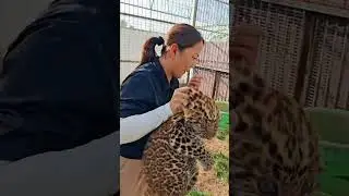 🐆 WOW!!!, this little leopard cub is absolutely fierce!!!😂😂😂 #adorable #zoo #leopard  #leopardcub