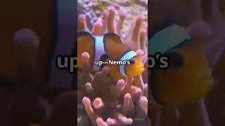 Finding Nemo: Fun Facts You Didn't Know! 🐠 #nemo #facts #animals #creation #nemonemo
