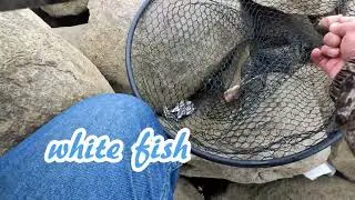 Catch Rainbow Trout and White Fish @Lake Diefenbaker