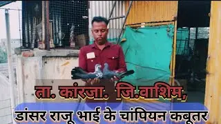 DANCER RAJU BHAI KARANJAA WALE INKE PUNJABI.MADRASI OR DESI BREEDERS PAIR OR WINNER KABOOTAR KA SHOK