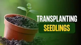 Transplanting Seedlings in 2025 🌱 Tips for Stronger, Healthier Plants!
