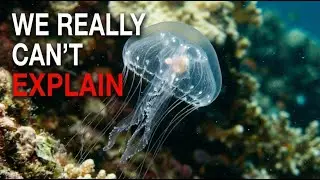 Nothing About The Immortal Jellyfish Is Normal - Here&rsquo;s Why