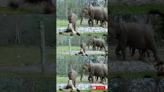 Little #baby #elephants with #giant tusker #elephant inside buxa #forest | #shorts #youtubeshorts