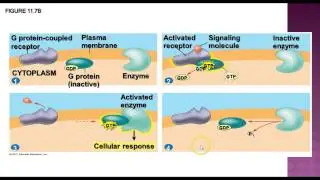 AP Biology - Cell Communication