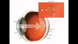 Lesson Six Lecture One - Averted Vision
