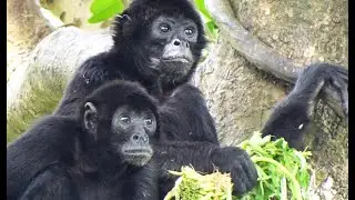 うるうるな瞳のブラウンクモザル/ Brown-headed spider monkey