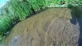 Cobitis taenia ловлю руками