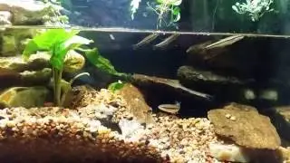 Черноносый елец в моем аквариуме с раками.