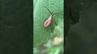 Nymph of the Box Bug