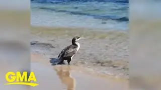 Adorable cormorant returns to sea after night in rescue care l GMA