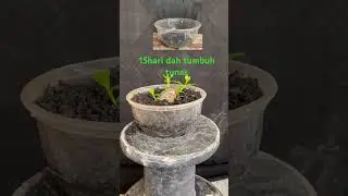 hasil stek batang sancang #learnbonsai #bonsai #caraperawatanbonsai #bonsaitree #winatabonsai #fyp