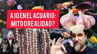 Ajo en el acuario. Mito o realidad? #acuamanus