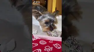 Yorkshire puppy dog loves Krispy Kreme doggie doughnuts  &ldquo;Yorkie Delilah&rdquo;
