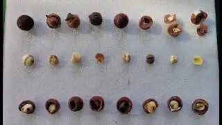 Macadamia fruit selection withered fruit, worm-eaten grain, red heart, crack, mildew fruit #KXA6