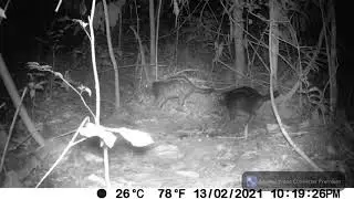 Pacarana - Pumarinri Amazon Lodge