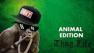 Ultimate Thug Life Compilation Animal Edition
