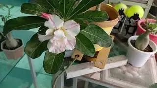 Adenium plant almost died and damage during transit, revival and magically blooming after 2 years.