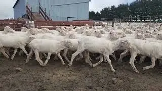 A/C RJ & RJ HAYES,  215 PURPLE TAG EWES