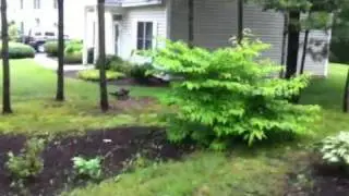 Porcupine?