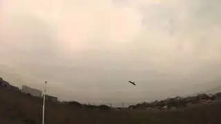 G2410945 flapping eagle,2nd test flight.