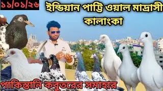 কালাঙ্কা পায়রা,পাকিস্তানি highflying pigeon মাদ্রাসি পায়রা Madrasi Pakistani pigeon sell#pigeon#pks