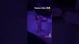 Human kitty 🙀😨 #cat #cute #funny #kitty #meowingcat #standingcat #cats #catvideo #pet #animals