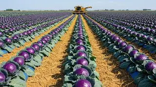 Самый большой урожай капусты в Америке &mdash; 2,4 миллиарда фунтов в год! 😱 | Mega Farming