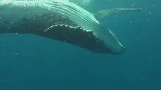 The Whales of New York City - English version
