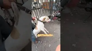 Bultair Breed Dog Pair at Sadar Pets Market #trending #viralvideo #pakistan #animals