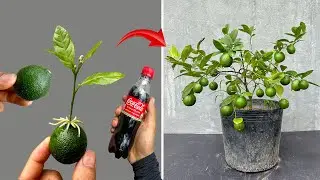 NEW ADVANCED TECHNIQUE uses Coca-Cola to propagate Lemon trees to produce fruit quickly